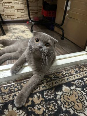 Продаётся кот вислоухий