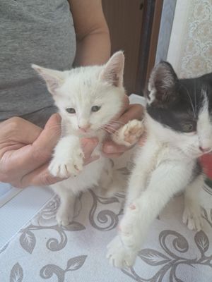 Котята бесплатно даром