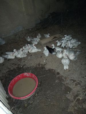 Продаются индоутки