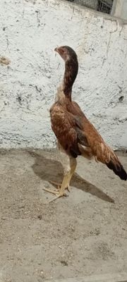 Toza kareya juja makiyon