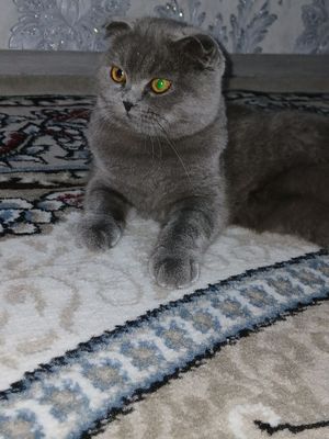 Кошка 7 месячная