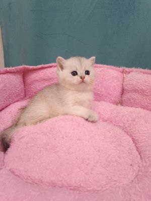 Продаётся чистокровная британский котёнок