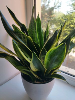 Sansevieria gullari