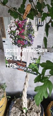 Роза Китайская Дарахт сотилвотти