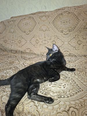 Бенгалский чисто кровний кот