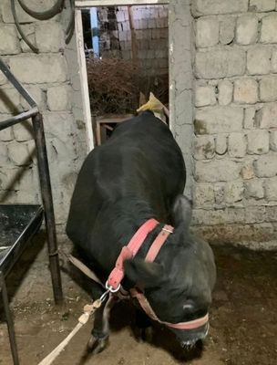 Angus xukiz sotiladi