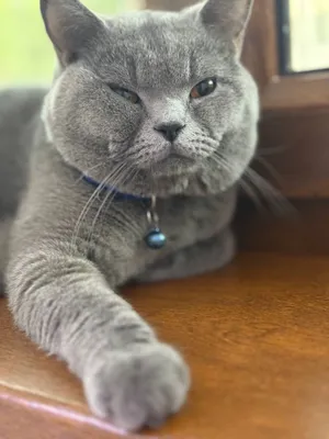 Vyaska vyaska britan, вязка британец