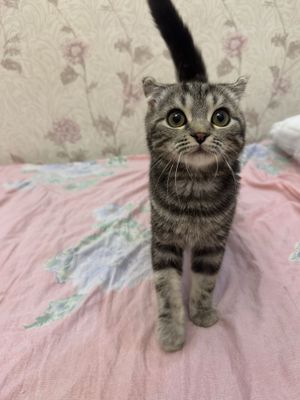 Scottish Fold mushukcha sotiladi!