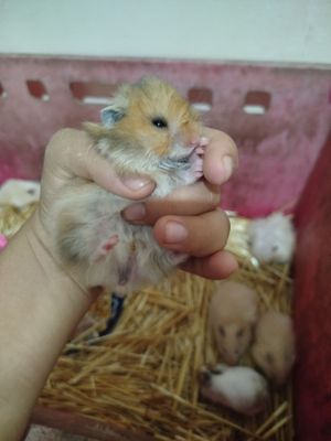 Продаю хомячков.