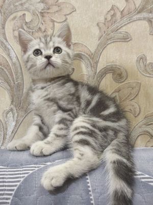 Чистокровный мальчик шиншилла