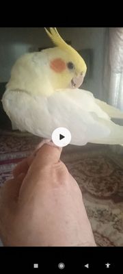 Карелла ок сарик. Самец. 10 ойлик. Ручной. 400 000