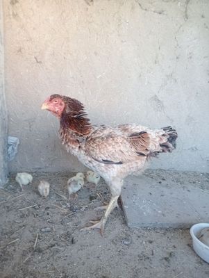 Ona bola bobo tovuqlar sotiladi
