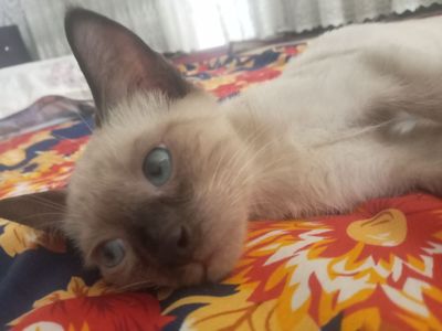 Сиамский кот , пол мужской, ещё маленький ,любит играть .