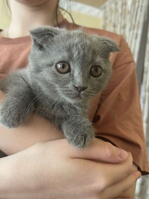 Скоттиш фолд чистокровной породы