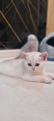 Шиншила мушук сотилади