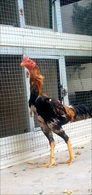 Turk bilan karesdan chiqan joja qatim narsalani bolasi