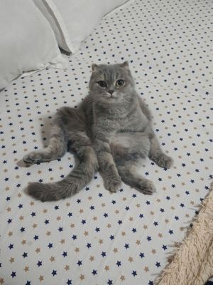 продам кошку породой Скоттиш фолд