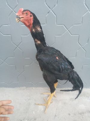 Shamo kaltaklari yamo