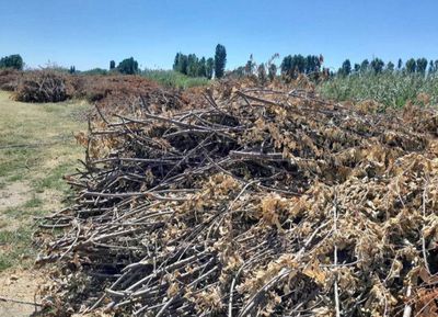Бизнес учун Отин 50  Зил чкади Арзонга Берворвман