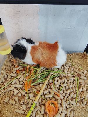 Продам морскую свинку