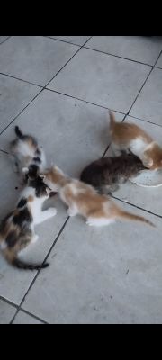 Zotli mushuk bolalari boqadigan odamga beriladi bepul