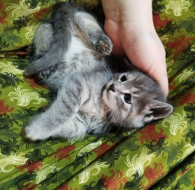 Отдам котят в хорошие руки