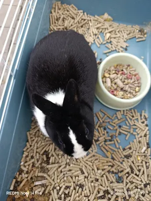 Продам кролика декоративный