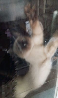 Сиямский котенок