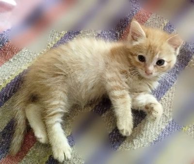 Отдам кошечку в хорошие добрыеруки.