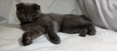 Котята порода "Британская коро короткошёрстная,,