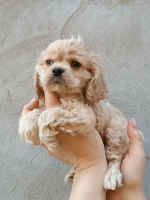 Американский кокер спаниель
