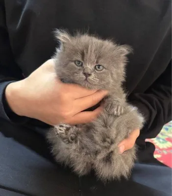 Продается Скоттиш страйт