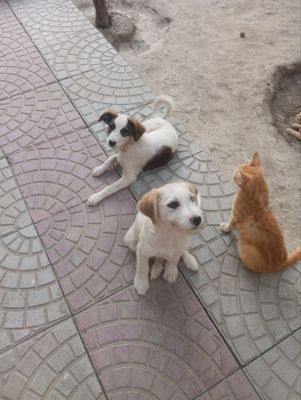 Отдам щенят в хорошие руки!