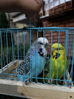 Волнистый попугаи volnistiy popugay andurka