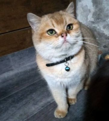 Mushu sotiladi brtan zolotaya shinshilla ny11