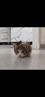 Отдам в добрые руки!