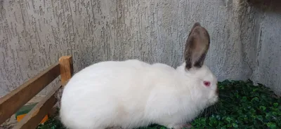 Quyon sotiladi Kaliforniya