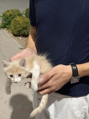 Продается Котенок