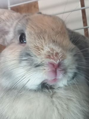 декоративный кролик готовый