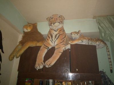 тигрята