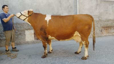 Simintal ona bolla