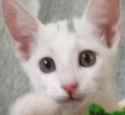 отдам кота