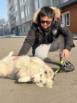 Выгул с собаками!!!