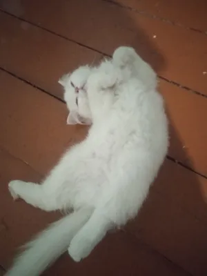 Британский кот продаеться