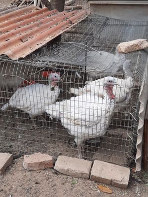Продаются индюки