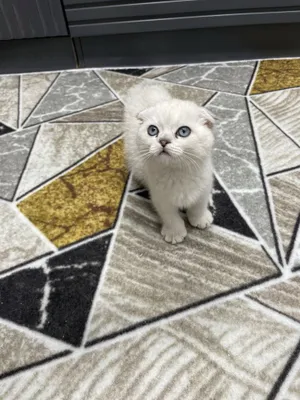 Serebristaya winwilla point