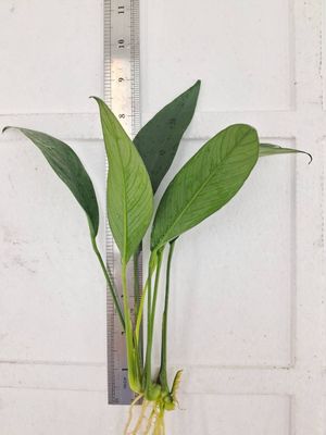 anubias