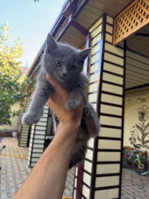 British Shorthair
