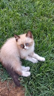 Ragdoll bolasi 3 oyli