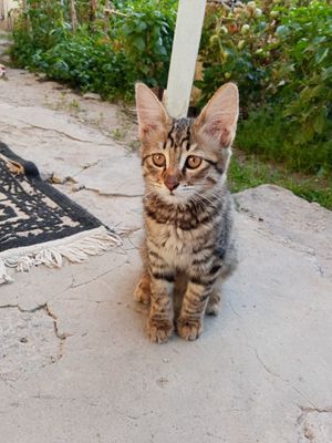 Продается котенок
